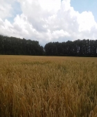 Сорт озимой пшеницы Прииртышская