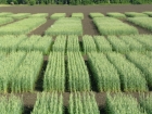 Опытные посевы лаборатории селекции мягкой яровой пшеницы ФГБНУ «СибНИИСХ».